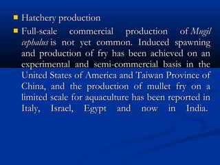  Hatchery production Hatchery production 
 Full-scale commercial production of Full-scale commercial production of MugilMugil
cephaluscephalus is not yet common. Induced spawning is not yet common. Induced spawning
and production of fry has been achieved on anand production of fry has been achieved on an
experimental and semi-commercial basis in theexperimental and semi-commercial basis in the
United States of America and Taiwan Province ofUnited States of America and Taiwan Province of
China, and the production of mullet fry on aChina, and the production of mullet fry on a
limited scale for aquaculture has been reported inlimited scale for aquaculture has been reported in
Italy, Israel, Egypt and now in India. Italy, Israel, Egypt and now in India. 
 
