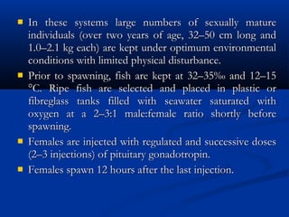  In these systems large numbers of sexually matureIn these systems large numbers of sexually mature
individuals (over two years of age, 32–50 cm long andindividuals (over two years of age, 32–50 cm long and
1.0–2.1 kg each) are kept under optimum environmental1.0–2.1 kg each) are kept under optimum environmental
conditions with limited physical disturbance.conditions with limited physical disturbance.
 Prior to spawning, fish are kept at 32–35‰ and 12–15Prior to spawning, fish are kept at 32–35‰ and 12–15
°C. Ripe fish are selected and placed in plastic or°C. Ripe fish are selected and placed in plastic or
fibreglass tanks filled with seawater saturated withfibreglass tanks filled with seawater saturated with
oxygen at a 2–3:1 male:female ratio shortly beforeoxygen at a 2–3:1 male:female ratio shortly before
spawning.spawning.
 Females are injected with regulated and successive dosesFemales are injected with regulated and successive doses
(2–3 injections) of pituitary gonadotropin.(2–3 injections) of pituitary gonadotropin.
 Females spawn 12 hours after the last injection.Females spawn 12 hours after the last injection.
 