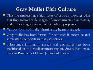 Gray Mullet Fish CultureGray Mullet Fish Culture
 That the mullets have high rates of growth, together withThat the mullets have high rates of growth, together with
that they tolerate wide ranges of environmental parameters,that they tolerate wide ranges of environmental parameters,
makes them highly attractivemakes them highly attractive for culture purposes.for culture purposes.
 Various forms of mullet farming are being practised.Various forms of mullet farming are being practised.
 Grey mullet has been farmed for centuries in extensive andGrey mullet has been farmed for centuries in extensive and
semi-intensive ponds in many countries.semi-intensive ponds in many countries.
 Subsistence farming in ponds and enclosures has beenSubsistence farming in ponds and enclosures has been
traditional in the Mediterranean region, South East Asia,traditional in the Mediterranean region, South East Asia,
Taiwan Province of China, Japan and Hawaii.Taiwan Province of China, Japan and Hawaii.
 