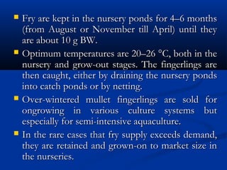  Fry are kept in the nursery ponds for 4–6 monthsFry are kept in the nursery ponds for 4–6 months
(from August or November till April) until they(from August or November till April) until they
are about 10 g BW.are about 10 g BW.
 Optimum temperatures are 20–26 °C, both in theOptimum temperatures are 20–26 °C, both in the
nursery and grow-out stages. The fingerlings arenursery and grow-out stages. The fingerlings are
then caught, either by draining the nursery pondsthen caught, either by draining the nursery ponds
into catch ponds or by netting.into catch ponds or by netting.
 Over-wintered mullet fingerlings are sold forOver-wintered mullet fingerlings are sold for
ongrowing in various culture systems butongrowing in various culture systems but
especially for semi-intensive aquaculture.especially for semi-intensive aquaculture.
 In the rare cases that fry supply exceeds demand,In the rare cases that fry supply exceeds demand,
they are retained and grown-on to market size inthey are retained and grown-on to market size in
the nurseries.the nurseries.
 