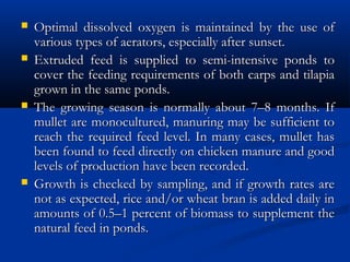  Optimal dissolved oxygen is maintained by the use ofOptimal dissolved oxygen is maintained by the use of
various types of aerators, especially after sunset.various types of aerators, especially after sunset.
 Extruded feed is supplied to semi-intensive ponds toExtruded feed is supplied to semi-intensive ponds to
cover the feeding requirements of both carps and tilapiacover the feeding requirements of both carps and tilapia
grown in the same ponds.grown in the same ponds.
 The growing season is normally about 7–8 months. IfThe growing season is normally about 7–8 months. If
mullet are monocultured, manuring may be sufficient tomullet are monocultured, manuring may be sufficient to
reach the required feed level. In many cases, mullet hasreach the required feed level. In many cases, mullet has
been found to feed directly on chicken manure and goodbeen found to feed directly on chicken manure and good
levels of production have been recorded.levels of production have been recorded.
 Growth is checked by sampling, and if growth rates areGrowth is checked by sampling, and if growth rates are
not as expected, rice and/or wheat bran is added daily innot as expected, rice and/or wheat bran is added daily in
amounts of 0.5–1 percent of biomass to supplement theamounts of 0.5–1 percent of biomass to supplement the
natural feed in ponds.natural feed in ponds.
 