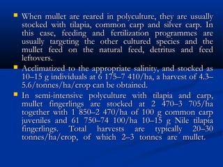  When mullet are reared in polyculture, they are usuallyWhen mullet are reared in polyculture, they are usually
stocked with tilapia, common carp and silver carp. Instocked with tilapia, common carp and silver carp. In
this case, feeding and fertilization programmes arethis case, feeding and fertilization programmes are
usually targeting the other cultured species and theusually targeting the other cultured species and the
mullet feed on the natural feed, detritus and feedmullet feed on the natural feed, detritus and feed
leftovers.leftovers.
 Acclimatized to the appropriate salinity, and stocked asAcclimatized to the appropriate salinity, and stocked as
10–15 g individuals at 6 175–7 410/ha, a harvest of 4.3–10–15 g individuals at 6 175–7 410/ha, a harvest of 4.3–
5.6/tonnes/ha/crop can be obtained.5.6/tonnes/ha/crop can be obtained.
 In semi-intensive polyculture with tilapia and carp,In semi-intensive polyculture with tilapia and carp,
mullet fingerlings are stocked at 2 470–3 705/hamullet fingerlings are stocked at 2 470–3 705/ha
together with 1 850–2 470/ha of 100 g common carptogether with 1 850–2 470/ha of 100 g common carp
juveniles and 61 750–74 100/ha 10–15 g Nile tilapiajuveniles and 61 750–74 100/ha 10–15 g Nile tilapia
fingerlings. Total harvests are typically 20–30fingerlings. Total harvests are typically 20–30
tonnes/ha/crop, of which 2–3 tonnes are mullet. tonnes/ha/crop, of which 2–3 tonnes are mullet. 
 