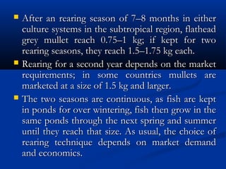  After an rearing season of 7–8 months in eitherAfter an rearing season of 7–8 months in either
culture systems in the subtropical region, flatheadculture systems in the subtropical region, flathead
grey mullet reach 0.75–1 kg; if kept for twogrey mullet reach 0.75–1 kg; if kept for two
rearing seasons, they reach 1.5–1.75 kg each.rearing seasons, they reach 1.5–1.75 kg each.
 Rearing for a second year depends on the marketRearing for a second year depends on the market
requirements; in some countries mullets arerequirements; in some countries mullets are
marketed at a size of 1.5 kg and larger.marketed at a size of 1.5 kg and larger.
 The two seasons are continuous, as fish are keptThe two seasons are continuous, as fish are kept
in ponds for over wintering, fish then grow in thein ponds for over wintering, fish then grow in the
same ponds through the next spring and summersame ponds through the next spring and summer
until they reach that size. As usual, the choice ofuntil they reach that size. As usual, the choice of
rearing technique depends on market demandrearing technique depends on market demand
and economics.and economics.
 