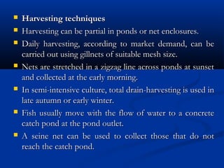  Harvesting techniques Harvesting techniques 
 Harvesting can be partial in ponds or net enclosures.Harvesting can be partial in ponds or net enclosures.
 Daily harvesting, according to market demand, can beDaily harvesting, according to market demand, can be
carried out using gillnets of suitable mesh size.carried out using gillnets of suitable mesh size.
 Nets are stretched in a zigzag line across ponds at sunsetNets are stretched in a zigzag line across ponds at sunset
and collected at the early morning.and collected at the early morning.
 In semi-intensive culture, total drain-harvesting is used inIn semi-intensive culture, total drain-harvesting is used in
late autumn or early winter.late autumn or early winter.
 Fish usually move with the flow of water to a concreteFish usually move with the flow of water to a concrete
catch pond at the pond outlet.catch pond at the pond outlet.
 A seine net can be used to collect those that do notA seine net can be used to collect those that do not
reach the catch pond.reach the catch pond.
 