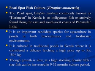  Pearl Spot Fish Culture (Pearl Spot Fish Culture (Etroplus suratensisEtroplus suratensis))
 The Pearl spot, The Pearl spot, Etroplus suratensisEtroplus suratensis commonly known as commonly known as
“Karimeen” in Kerala is an indigenous fish extensively“Karimeen” in Kerala is an indigenous fish extensively
found along the east and south-west coasts of Peninsularfound along the east and south-west coasts of Peninsular
India.India.
 It is an important candidate species for aquaculture inIt is an important candidate species for aquaculture in
ponds in both brackishwater and freshwaterponds in both brackishwater and freshwater
environments.environments.
 It is cultured in traditional ponds in Kerala where it isIt is cultured in traditional ponds in Kerala where it is
considered a delicacy fetching a high price up to Rs.considered a delicacy fetching a high price up to Rs.
150/ kg.150/ kg.
 Though growth is slow, at a high stocking density table-Though growth is slow, at a high stocking density table-
size fish can be harvested in 9-12 months culture period.size fish can be harvested in 9-12 months culture period.
 
