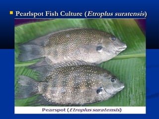  Pearlspot Fish Culture (Pearlspot Fish Culture (Etroplus suratensisEtroplus suratensis))
 