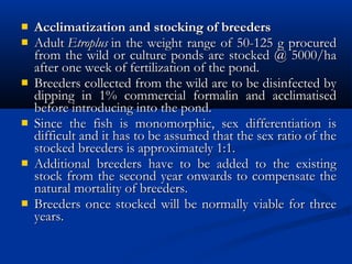  Acclimatization and stocking of breedersAcclimatization and stocking of breeders
 Adult Adult Etroplus Etroplus in the weight range of 50-125 g procuredin the weight range of 50-125 g procured
from the wild or culture ponds are stocked @ 5000/hafrom the wild or culture ponds are stocked @ 5000/ha
after one week of fertilization of the pond.after one week of fertilization of the pond.
 Breeders collected from the wild are to be disinfected byBreeders collected from the wild are to be disinfected by
dipping in 1% commercial formalin and acclimatiseddipping in 1% commercial formalin and acclimatised
before introducing into the pond.before introducing into the pond.
 Since the fish is monomorphic, sex differentiation isSince the fish is monomorphic, sex differentiation is
difficult and it has to be assumed that the sex ratio of thedifficult and it has to be assumed that the sex ratio of the
stocked breeders is approximately 1:1.stocked breeders is approximately 1:1.
 Additional breeders have to be added to the existingAdditional breeders have to be added to the existing
stock from the second year onwards to compensate thestock from the second year onwards to compensate the
natural mortality of breeders.natural mortality of breeders.
 Breeders once stocked will be normally viable for threeBreeders once stocked will be normally viable for three
years.years.
 