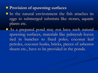  Provision of spawning surfacesProvision of spawning surfaces
 In the natural environment the fish attaches itsIn the natural environment the fish attaches its
eggs to submerged substrata like stones, aquaticeggs to submerged substrata like stones, aquatic
plants etc.plants etc.
 As a prepared pond may not have such naturalAs a prepared pond may not have such natural
spawning surfaces, materials like palmyrah leavesspawning surfaces, materials like palmyrah leaves
tied in bunches to fixed poles, coconut leaftied in bunches to fixed poles, coconut leaf
petioles, coconut husks, bricks, pieces of asbestospetioles, coconut husks, bricks, pieces of asbestos
sheets etc., have to be provided in the ponds.sheets etc., have to be provided in the ponds.
 