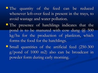  The quantity of the feed can be reducedThe quantity of the feed can be reduced
whenever left-over feed is present in the trays, towhenever left-over feed is present in the trays, to
avoid wastage and water pollution.avoid wastage and water pollution.
 The presence of hatchlings indicates that theThe presence of hatchlings indicates that the
pond is to be manured with cow dung @ 500pond is to be manured with cow dung @ 500
kg/ha for the production of plankton, whichkg/ha for the production of plankton, which
forms the food for the hatchlings.forms the food for the hatchlings.
 Small quantities of the artificial feed (250-300Small quantities of the artificial feed (250-300
g/pond of 1000 m2) also can be broadcast ing/pond of 1000 m2) also can be broadcast in
powder form during early morning.powder form during early morning.
 