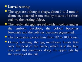  Larval rearingLarval rearing
 The eggs are oblong in shape, about 1 to 2 mm inThe eggs are oblong in shape, about 1 to 2 mm in
diameter, attached at one end by means of a shortdiameter, attached at one end by means of a short
stalk to the nesting object.stalk to the nesting object.
 The newly laid eggs are yellowish in colour and asThe newly laid eggs are yellowish in colour and as
the embryo develops, the colour becomesthe embryo develops, the colour becomes
brownish and the yolk sac becomes pigmented.brownish and the yolk sac becomes pigmented.
 The incubation period lasts from 82 to 100 hours.The incubation period lasts from 82 to 100 hours.
 During hatching, the egg membrane bursts firstDuring hatching, the egg membrane bursts first
over the head of the larvae, which is at the freeover the head of the larvae, which is at the free
end, and this continues along the upper side byend, and this continues along the upper side by
the waving of the tail.the waving of the tail.
 