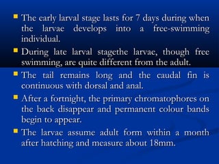  The early larval stage lasts for 7 days during whenThe early larval stage lasts for 7 days during when
the larvae develops into a free-swimmingthe larvae develops into a free-swimming
individual.individual.
 During late larval stagethe larvae, though freeDuring late larval stagethe larvae, though free
swimming, are quite different from the adult.swimming, are quite different from the adult.
 The tail remains long and the caudal fin isThe tail remains long and the caudal fin is
continuous with dorsal and anal.continuous with dorsal and anal.
 After a fortnight, the primary chromatophores onAfter a fortnight, the primary chromatophores on
the back disappear and permanent colour bandsthe back disappear and permanent colour bands
begin to appear.begin to appear.
 The larvae assume adult form within a monthThe larvae assume adult form within a month
after hatching and measure about 18mm.after hatching and measure about 18mm.
 