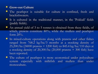  Grow-out CultureGrow-out Culture
 The pearlspot is suitable for culture in confined, fresh andThe pearlspot is suitable for culture in confined, fresh and
brackishwaters.brackishwaters.
 It is cultured in the traditional manner, in the 'Pokkali' fieldsIt is cultured in the traditional manner, in the 'Pokkali' fields
(paddy fields).(paddy fields).
 An annual yield of 3 to 5 tonnes is obtained from these fields, ofAn annual yield of 3 to 5 tonnes is obtained from these fields, of
which, prawns constitute 80%, while the mullets and pearlspotwhich, prawns constitute 80%, while the mullets and pearlspot
form 20%.form 20%.
 In mixed-culture operations along with prawns and other fishesIn mixed-culture operations along with prawns and other fishes
ranged from 768.2 kg/ha/3 months at a stocking density ofranged from 768.2 kg/ha/3 months at a stocking density of
25,200/ha (24000 prawns + 1200 fish) to 845.4 kg/ha/110 days at25,200/ha (24000 prawns + 1200 fish) to 845.4 kg/ha/110 days at
a stocking density of 20,300/ha (20,000 prawns + 300 fish) havea stocking density of 20,300/ha (20,000 prawns + 300 fish) have
been reported.been reported.
 The culture of pearlspot is more economical under polycultureThe culture of pearlspot is more economical under polyculture
system especially with milkfish and mullets than undersystem especially with milkfish and mullets than under
monoculture.monoculture.
 