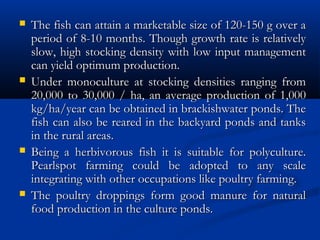  The fish can attain a marketable size of 120-150 g over aThe fish can attain a marketable size of 120-150 g over a
period of 8-10 months. Though growth rate is relativelyperiod of 8-10 months. Though growth rate is relatively
slow, high stocking density with low input managementslow, high stocking density with low input management
can yield optimum production.can yield optimum production.
 Under monoculture at stocking densities ranging fromUnder monoculture at stocking densities ranging from
20,000 to 30,000 / ha, an average production of 1,00020,000 to 30,000 / ha, an average production of 1,000
kg/ha/year can be obtained in brackishwater ponds. Thekg/ha/year can be obtained in brackishwater ponds. The
fish can also be reared in the backyard ponds and tanksfish can also be reared in the backyard ponds and tanks
in the rural areas.in the rural areas.
 Being a herbivorous fish it is suitable for polyculture.Being a herbivorous fish it is suitable for polyculture.
Pearlspot farming could be adopted to any scalePearlspot farming could be adopted to any scale
integrating with other occupations like poultry farming.integrating with other occupations like poultry farming.
 The poultry droppings form good manure for naturalThe poultry droppings form good manure for natural
food production in the culture ponds.food production in the culture ponds.
 