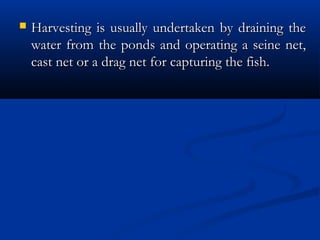 Harvesting is usually undertaken by draining theHarvesting is usually undertaken by draining the
water from the ponds and operating a seine net,water from the ponds and operating a seine net,
cast net or a drag net for capturing the fish.cast net or a drag net for capturing the fish.
 