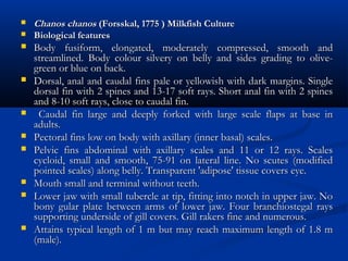  Chanos chanos Chanos chanos (Forsskal, 1775 ) Milkfish Culture(Forsskal, 1775 ) Milkfish Culture
 Biological featuresBiological features
 Body fusiform, elongated, moderately compressed, smooth andBody fusiform, elongated, moderately compressed, smooth and
streamlined. Body colour silvery on belly and sides grading to olive-streamlined. Body colour silvery on belly and sides grading to olive-
green or blue on back.green or blue on back.
 Dorsal, anal and caudal fins pale or yellowish with dark margins. SingleDorsal, anal and caudal fins pale or yellowish with dark margins. Single
dorsal fin with 2 spines and 13-17 soft rays. Short anal fin with 2 spinesdorsal fin with 2 spines and 13-17 soft rays. Short anal fin with 2 spines
and 8-10 soft rays, close to caudal fin.and 8-10 soft rays, close to caudal fin.
 Caudal fin large and deeply forked with large scale flaps at base inCaudal fin large and deeply forked with large scale flaps at base in
adults.adults.
 Pectoral fins low on body with axillary (inner basal) scales.Pectoral fins low on body with axillary (inner basal) scales.
 Pelvic fins abdominal with axillary scales and 11 or 12 rays. ScalesPelvic fins abdominal with axillary scales and 11 or 12 rays. Scales
cycloid, small and smooth, 75-91 on lateral line. No scutes (modifiedcycloid, small and smooth, 75-91 on lateral line. No scutes (modified
pointed scales) along belly. Transparent 'adipose' tissue covers eye.pointed scales) along belly. Transparent 'adipose' tissue covers eye.
 Mouth small and terminal without teeth.Mouth small and terminal without teeth.
 Lower jaw with small tubercle at tip, fitting into notch in upper jaw. NoLower jaw with small tubercle at tip, fitting into notch in upper jaw. No
bony gular plate between arms of lower jaw. Four branchiostegal raysbony gular plate between arms of lower jaw. Four branchiostegal rays
supporting underside of gill covers. Gill rakers fine and numerous.supporting underside of gill covers. Gill rakers fine and numerous.
 Attains typical length of 1 m but may reach maximum length of 1.8 mAttains typical length of 1 m but may reach maximum length of 1.8 m
(male).(male).
 