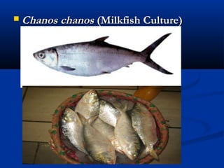  Chanos chanos Chanos chanos (Milkfish Culture)(Milkfish Culture)
 