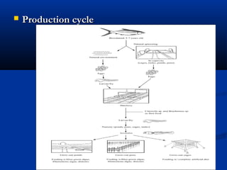  Production cycleProduction cycle
 