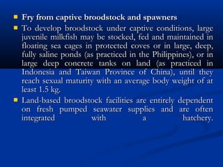  Fry from captive broodstock and spawnersFry from captive broodstock and spawners
 To develop broodstock under captive conditions, largeTo develop broodstock under captive conditions, large
juvenile milkfish may be stocked, fed and maintained injuvenile milkfish may be stocked, fed and maintained in
floating sea cages in protected coves or in large, deep,floating sea cages in protected coves or in large, deep,
fully saline ponds (as practiced in the Philippines), or infully saline ponds (as practiced in the Philippines), or in
large deep concrete tanks on land (as practiced inlarge deep concrete tanks on land (as practiced in
Indonesia and Taiwan Province of China), until theyIndonesia and Taiwan Province of China), until they
reach sexual maturity with an average body weight of atreach sexual maturity with an average body weight of at
least 1.5 kg.least 1.5 kg.
 Land-based broodstock facilities are entirely dependentLand-based broodstock facilities are entirely dependent
on fresh pumped seawater supplies and are oftenon fresh pumped seawater supplies and are often
integrated with a hatchery.integrated with a hatchery.
 