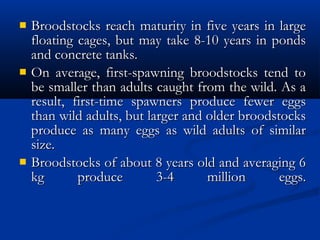  Broodstocks reach maturity in five years in largeBroodstocks reach maturity in five years in large
floating cages, but may take 8-10 years in pondsfloating cages, but may take 8-10 years in ponds
and concrete tanks.and concrete tanks.
 On average, first-spawning broodstocks tend toOn average, first-spawning broodstocks tend to
be smaller than adults caught from the wild. As abe smaller than adults caught from the wild. As a
result, first-time spawners produce fewer eggsresult, first-time spawners produce fewer eggs
than wild adults, but larger and older broodstocksthan wild adults, but larger and older broodstocks
produce as many eggs as wild adults of similarproduce as many eggs as wild adults of similar
size.size.
 Broodstocks of about 8 years old and averaging 6Broodstocks of about 8 years old and averaging 6
kg produce 3-4 million eggs.kg produce 3-4 million eggs.
 