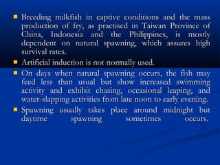  Breeding milkfish in captive conditions and the massBreeding milkfish in captive conditions and the mass
production of fry, as practised in Taiwan Province ofproduction of fry, as practised in Taiwan Province of
China, Indonesia and the Philippines, is mostlyChina, Indonesia and the Philippines, is mostly
dependent on natural spawning, which assures highdependent on natural spawning, which assures high
survival rates.survival rates.
 Artificial induction is not normally used.Artificial induction is not normally used.
 On days when natural spawning occurs, the fish mayOn days when natural spawning occurs, the fish may
feed less than usual but show increased swimmingfeed less than usual but show increased swimming
activity and exhibit chasing, occasional leaping, andactivity and exhibit chasing, occasional leaping, and
water-slapping activities from late noon to early evening.water-slapping activities from late noon to early evening.
 Spawning usually takes place around midnight butSpawning usually takes place around midnight but
daytime spawning sometimes occurs. daytime spawning sometimes occurs. 
 