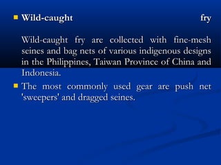  Wild-caught fryWild-caught fry
Wild-caught fry are collected with fine-meshWild-caught fry are collected with fine-mesh
seines and bag nets of various indigenous designsseines and bag nets of various indigenous designs
in the Philippines, Taiwan Province of China andin the Philippines, Taiwan Province of China and
Indonesia.Indonesia.
 The most commonly used gear are push netThe most commonly used gear are push net
'sweepers' and dragged seines.'sweepers' and dragged seines.
 