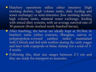  Hatchery operations utilize either intensive (highHatchery operations utilize either intensive (high
stocking density, high volume tanks, daily feeding andstocking density, high volume tanks, daily feeding and
water exchange) or semi-intensive (low stocking density,water exchange) or semi-intensive (low stocking density,
high volume tanks, minimal water exchange, feedinghigh volume tanks, minimal water exchange, feeding
with mixed diet) systems, with an average survival rate ofwith mixed diet) systems, with an average survival rate of
30 percent (from stocked newly-hatched larvae).30 percent (from stocked newly-hatched larvae).
 After hatching, the larvae are ideally kept at 50/litre inAfter hatching, the larvae are ideally kept at 50/litre in
hatchery tanks (either concrete, fibreglass, canvas orhatchery tanks (either concrete, fibreglass, canvas or
polypropylene-covered earthen tanks) maintainedpolypropylene-covered earthen tanks) maintained
with with ChlorellaChlorella and fed with rotifers during the early stages and fed with rotifers during the early stages
and later with copepods or brine shrimp for a total of 3-and later with copepods or brine shrimp for a total of 3-
4 weeks.4 weeks.
 Following this, their size ranges between 2-3 cm andFollowing this, their size ranges between 2-3 cm and
they are ready for transport to nurseries.they are ready for transport to nurseries.
 