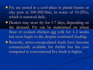  Fry are stored in a cool place in plastic basins orFry are stored in a cool place in plastic basins or
clay pots at 100-500/litre, in water of 10-25‰,clay pots at 100-500/litre, in water of 10-25‰,
which is renewed daily.which is renewed daily.
 Dealers may store fry for 1-7 days, depending onDealers may store fry for 1-7 days, depending on
the demand. Fry can be maintained on wheatthe demand. Fry can be maintained on wheat
flour or cooked chicken egg yolk for 1-2 weeksflour or cooked chicken egg yolk for 1-2 weeks
but soon begin to die, despite continued feeding.but soon begin to die, despite continued feeding.
 Recently, micro-encapsulated feeds have becomeRecently, micro-encapsulated feeds have become
commercially available for finfish but the costcommercially available for finfish but the cost
compared to conventional live feeds is higher.compared to conventional live feeds is higher.
 
