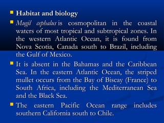 Habitat and biologyHabitat and biology
 Mugil cephalusMugil cephalus is cosmopolitan in the coastal is cosmopolitan in the coastal
waters of most tropical and subtropical zones. Inwaters of most tropical and subtropical zones. In
the western Atlantic Ocean, it is found fromthe western Atlantic Ocean, it is found from
Nova Scotia, Canada south to Brazil, includingNova Scotia, Canada south to Brazil, including
the Gulf of Mexico.the Gulf of Mexico.
 It is absent in the Bahamas and the CaribbeanIt is absent in the Bahamas and the Caribbean
Sea. In the eastern Atlantic Ocean, the stripedSea. In the eastern Atlantic Ocean, the striped
mullet occurs from the Bay of Biscay (France) tomullet occurs from the Bay of Biscay (France) to
South Africa, including the Mediterranean SeaSouth Africa, including the Mediterranean Sea
and the Black Sea.and the Black Sea.
 The eastern Pacific Ocean range includesThe eastern Pacific Ocean range includes
southern California south to Chile. southern California south to Chile. 
 