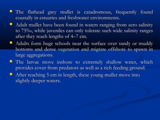  The flathead grey mullet is catadromous, frequently foundThe flathead grey mullet is catadromous, frequently found
coastally in estuaries and freshwater environments.coastally in estuaries and freshwater environments.
 Adult mullet have been found in waters ranging from zero salinityAdult mullet have been found in waters ranging from zero salinity
to 75‰, while juveniles can only tolerate such wide salinity rangesto 75‰, while juveniles can only tolerate such wide salinity ranges
after they reach lengths of 4–7 cm.after they reach lengths of 4–7 cm.
 Adults form huge schools near the surface over sandy or muddyAdults form huge schools near the surface over sandy or muddy
bottoms and dense vegetation and migrate offshore to spawn inbottoms and dense vegetation and migrate offshore to spawn in
large aggregations.large aggregations.
 The larvae move inshore to extremely shallow water, whichThe larvae move inshore to extremely shallow water, which
provides cover from predators as well as a rich feeding ground.provides cover from predators as well as a rich feeding ground.
 After reaching 5 cm in length, these young mullet move intoAfter reaching 5 cm in length, these young mullet move into
slightly deeper waters. slightly deeper waters. 
 