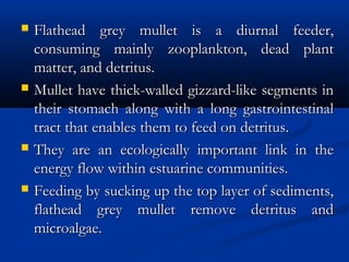  Flathead grey mullet is a diurnal feeder,Flathead grey mullet is a diurnal feeder,
consuming mainly zooplankton, dead plantconsuming mainly zooplankton, dead plant
matter, and detritus.matter, and detritus.
 Mullet have thick-walled gizzard-like segments inMullet have thick-walled gizzard-like segments in
their stomach along with a long gastrointestinaltheir stomach along with a long gastrointestinal
tract that enables them to feed on detritus.tract that enables them to feed on detritus.
 They are an ecologically important link in theThey are an ecologically important link in the
energy flow within estuarine communities.energy flow within estuarine communities.
 Feeding by sucking up the top layer of sediments,Feeding by sucking up the top layer of sediments,
flathead grey mullet remove detritus andflathead grey mullet remove detritus and
microalgae.microalgae.
 
