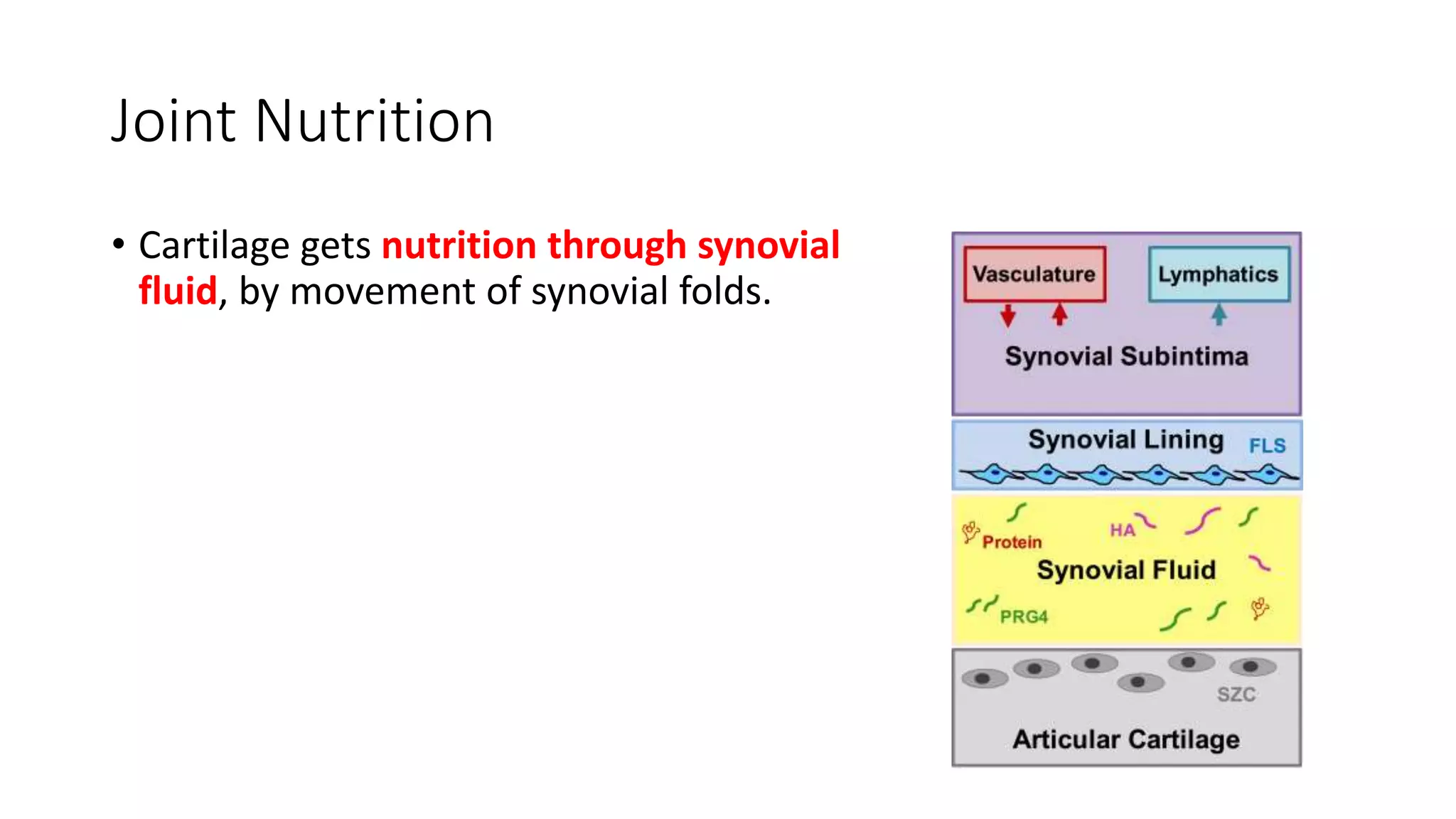 Joint Nutrition
• Cartilage gets nutrition through synovial
fluid, by movement of synovial folds.
 
