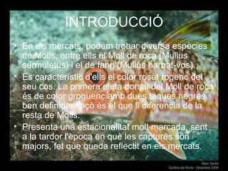 INTRODUCCIÓ En els mercats, podem trobar diversa espècies de Molls, entre ells el Moll de roca (Mullus surmuletus) i el de fang (Mullus barbat-vos). És característic d'ells el color rosat rogenc del seu cos. La primera aleta dorsal del Moll de roca és de color groguenc amb dues taques negres ben definides, açò és el que li diferencia de la resta de Molls. Presenta una estacionalitat molt marcada, sent a la tardor l'època en què les captures són majors, fet que queda reflectit en els mercats. 