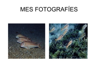 MES FOTOGRAFÍES 