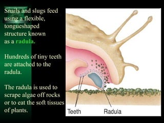 Snails and slugs feed
using a flexible,
tongueshaped
structure known
as a radula.
Hundreds of tiny teeth
are attached to t...