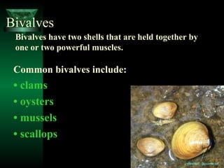 Bivalve Shell
• The two halves of the shell are called valves
– Shell forms in one piece during development = single
struc...