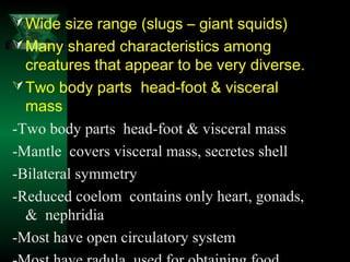Wide size range (slugs – giant squids)
Many shared characteristics among
creatures that appear to be very diverse.
Two ...