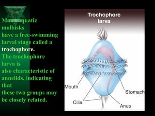 Many aquatic
mollusks
have a free-swimming
larval stage called a
trochophore.
The trochophore
larva is
also characteristic...