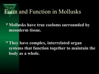 Form and Function in Mollusks
Mollusks have true coeloms surrounded by
mesoderm tissue.
They have complex, interrelated ...