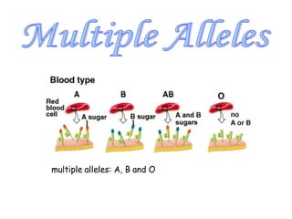 Understanding Multiple Alleles and Blood Type Genetics with Punnett ...