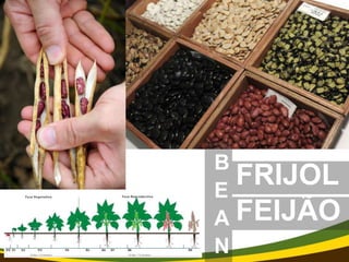 Using multi-site experimental data for seasonal forecasting and future conditions of crop yield