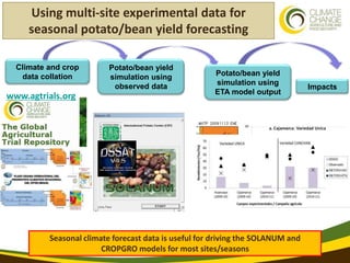Using multi-site experimental data for seasonal forecasting and future conditions of crop yield