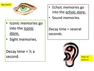 Eye-conic!
                           • Echoic memories go
                             into the echoic store.
                           • Sound memories.
    • Iconic memories go
      into the iconic      Decay time = several
      store.               seconds.
    • Sight memories.

    Decay time = ½ a
    second.                                     Hear an
                                                echo-ic!
 