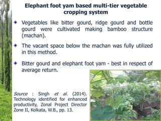 Elephant foot yam based multi-tier vegetable
cropping system
Source : Singh et al. (2014).
Technology identified for enhanced
productivity, Zonal Project Director
Zone II, Kolkata, W.B., pp. 13.
Vegetables like bitter gourd, ridge gourd and bottle
gourd were cultivated making bamboo structure
(machan).
The vacant space below the machan was fully utilized
in this method.
Bitter gourd and elephant foot yam - best in respect of
average return.
 