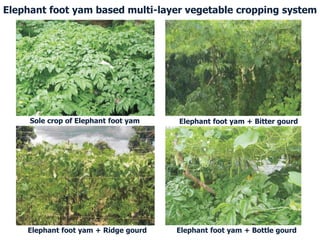 Sole crop of Elephant foot yam Elephant foot yam + Bitter gourd
Elephant foot yam + Ridge gourd Elephant foot yam + Bottle gourd
Elephant foot yam based multi-layer vegetable cropping system
 