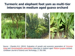 Turmeric and elephant foot yam as multi-tier
intercrops in medium aged guava orchard
Source : Chandra K.K. (2014). Evaluation of growth and economic parameters of Curcuma
longa and Amorphophallus paeoniifolius intercrops in medium aged Pisidium guajava orchard.
Caribbean Journal of Science and Technology, 2: 392-398.
 