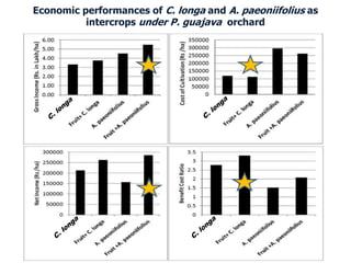 Economic performances of C. longa and A. paeoniifolius as
intercrops under P. guajava orchard
 
