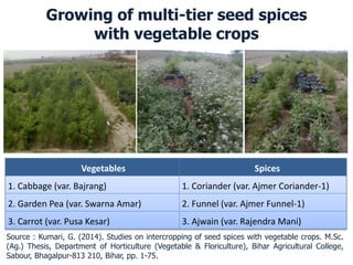Growing of multi-tier seed spices
with vegetable crops
Source : Kumari, G. (2014). Studies on intercropping of seed spices with vegetable crops. M.Sc.
(Ag.) Thesis, Department of Horticulture (Vegetable & Floriculture), Bihar Agricultural College,
Sabour, Bhagalpur-813 210, Bihar, pp. 1-75.
Vegetables Spices
1. Cabbage (var. Bajrang) 1. Coriander (var. Ajmer Coriander-1)
2. Garden Pea (var. Swarna Amar) 2. Funnel (var. Ajmer Funnel-1)
3. Carrot (var. Pusa Kesar) 3. Ajwain (var. Rajendra Mani)
 