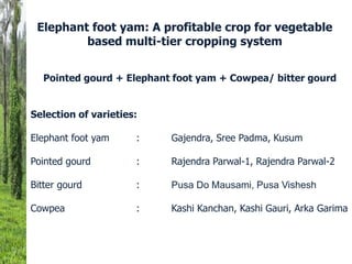 Elephant foot yam: A profitable crop for vegetable
based multi-tier cropping system
Pointed gourd + Elephant foot yam + Cowpea/ bitter gourd
Selection of varieties:
Elephant foot yam : Gajendra, Sree Padma, Kusum
Pointed gourd : Rajendra Parwal-1, Rajendra Parwal-2
Bitter gourd : Pusa Do Mausami, Pusa Vishesh
Cowpea : Kashi Kanchan, Kashi Gauri, Arka Garima
 