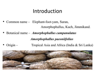 Introduction
• Common name – Elephant-foot-yam, Suran,
Amorphophallus, Kuch, Jimmikand.
• Botanical name – Amorphophallus campanulatus
Amorphophallus paeoniifolius
• Origin – Tropical Asia and Africa (India & Sri Lanka)
 