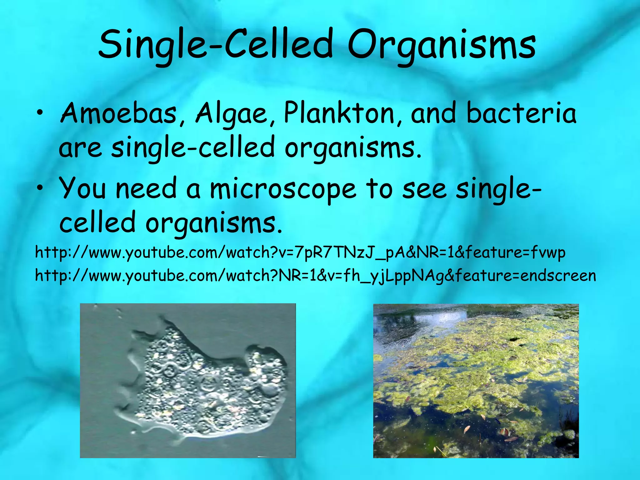 Single-Celled Organisms
• Amoebas, Algae, Plankton, and bacteria
are single-celled organisms.
• You need a microscope to see single-
celled organisms.
http://www.youtube.com/watch?v=7pR7TNzJ_pA&NR=1&feature=fvwp
http://www.youtube.com/watch?NR=1&v=fh_yjLppNAg&feature=endscreen
 